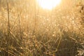 Meadow grass in sepia in sun glare. Sunny rays illuminate grass in meadow. Dry grass with