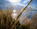 Tall grass with deep blue sky and sea in the background Royalty Free Stock Photo