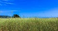 Tall Grass in a Field With Blue Sky Royalty Free Stock Photo