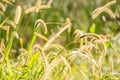 Tall grass in field Royalty Free Stock Photo