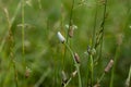 Tall Grass