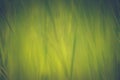 Textured green grass background Royalty Free Stock Photo