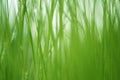 Textured green grass background Royalty Free Stock Photo