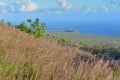 Tall grass on an old lava flow field by the ocean in Volcanoes National Park, Big Island of Hawaii Royalty Free Stock Photo