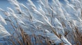 Photorealistic Little Bluestem Grass Texture For Landscape Design Royalty Free Stock Photo