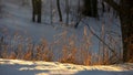 Tall grass plants under backlit during sunset Royalty Free Stock Photo