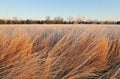 Tall Grass Prairie