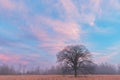 Tall Grass Prairie and Bare Trees at Dawn Royalty Free Stock Photo