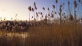 Tall grass reeds against colorful sunset sky Royalty Free Stock Photo