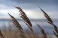 Tall grass and reeds gently swaying with the breeze Royalty Free Stock Photo