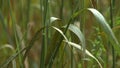 Tall Grass And Reeds