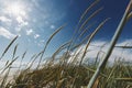 Tall grass by the sea against the background of the sun and blue sky Royalty Free Stock Photo