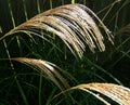 Tall Grass Seed Heads Royalty Free Stock Photo