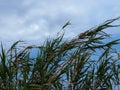 Tall Grass Blowing In Wind Royalty Free Stock Photo