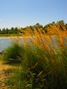 Tall grass with spikelets with blue sky