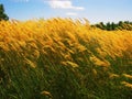 Tall grass with spikelets with blue sky