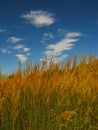 Tall grass with spikelets with blue sky