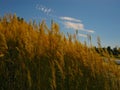 Tall grass with spikelets with blue sky