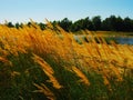 Tall grass with spikelets with blue sky