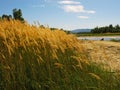 Tall grass with spikelets with blue sky