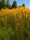 Tall grass with spikelets with blue sky