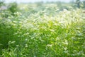 Tall grass on a summer meadow on a Sunny day Royalty Free Stock Photo