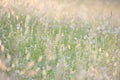 Tall grass in summer sunshine Royalty Free Stock Photo
