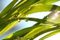 Tall grass in the sun