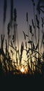 Tall grass at sunrisre - Summertime atmosphere