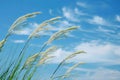 Tall Grass Swaying in Wind With Blue Sky Background Royalty Free Stock Photo