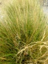 Tall Grass