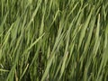 Tall Grass - Texture
