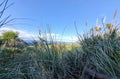 Tall grass with a view of the Ocean in the distance Royalty Free Stock Photo