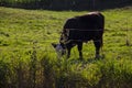 Tall grass and weeds and a cow