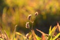 Grass weeds, a beautiful naturally