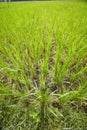 Tall grass, wheat and agriculture on farm for harvest, resources or crops and natural sustainability. Green, leaves or