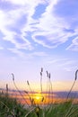 Tall grass on the wild atlantic way sunset Royalty Free Stock Photo