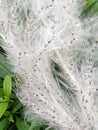 Tall grass white soft flowers with seeds