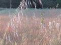 Long tall grasses catch the light of the setting sun Royalty Free Stock Photo