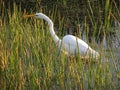 In tall Grasses :Great Egret