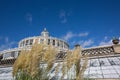 Tall Grasses by Greenhouse in Botanical Garden at the University of Copenhagen Royalty Free Stock Photo