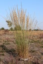 Tall grasses growing in the fields