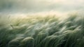 The tall grasses sway in unison guided by the unseen hands of the whispering winds creating a symphony of movement