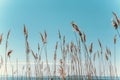 Dry tall grass against a blue sky Royalty Free Stock Photo