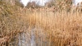 Tall grassy reeds growing in Potteric Carr nature reserve south Yorkshire UK