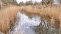 Tall grassy reeds growing in Potteric Carr nature reserve south Yorkshire UK