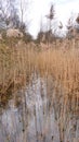 Tall grassy reeds growing in Potteric Carr nature reserve south Yorkshire UK