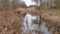 Tall grassy reeds growing in Potteric Carr nature reserve south Yorkshire UK