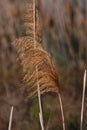 Tall grassy reeds growing in Spain