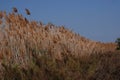 Tall grassy reeds growing in Spain
